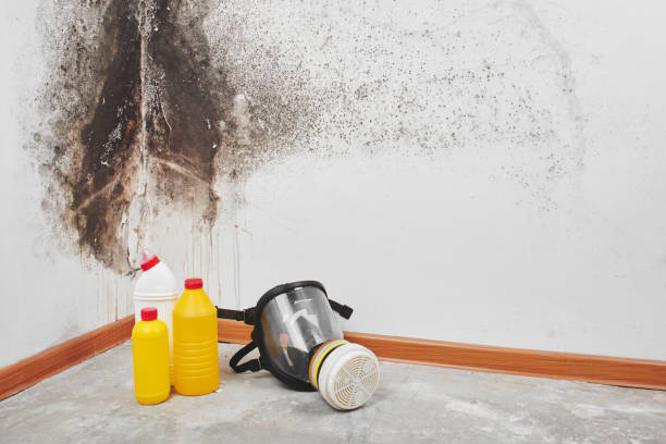 Albany, MN Mold Removal Company