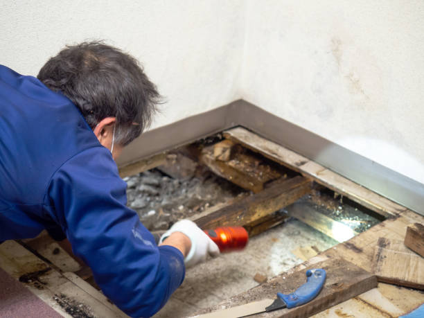 Best Mold Remediation  in Albany, MN