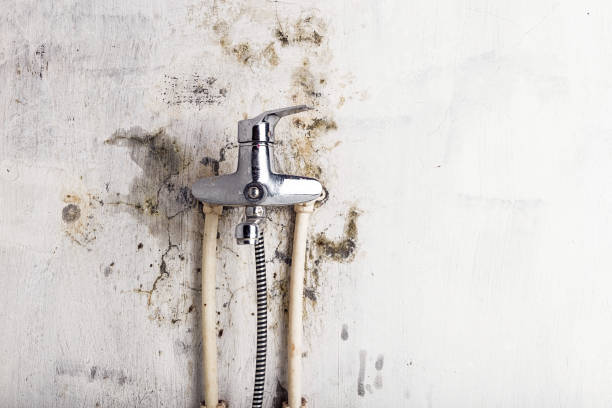 Best Office Mold Removal Services  in Albany, MN