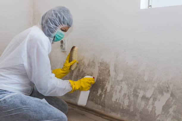 Best Commercial Mold Removal  in Albany, MN