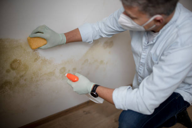 Best Toxic Mold Removal  in Albany, MN