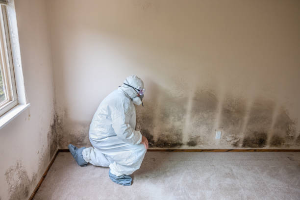 Best Mold Damage Repair  in Albany, MN